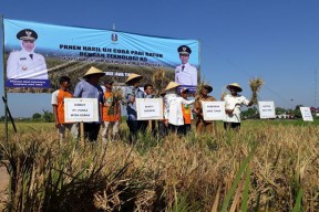 Gubernur Jatim Kenalkan Jenis Padi Ratun, Sekali Tanam Bisa Lima Kali Panen