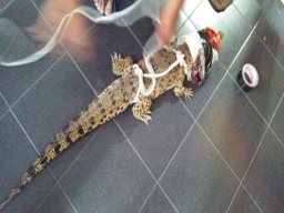 Buaya Jatuh di Atas Rumah Warga Diduga Kelaparan