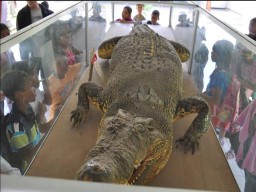 Buaya Jatuh di Atas Genteng Diduga Ada yang Memiliki
