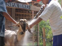 Salon Khusus Kambing, Dimandikan hingga Dicukur Bulunya