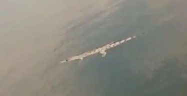 Buaya Bengawan Solo Jadi Ajang Tontonan Warga  