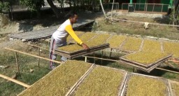 Harga Jual Tembakau Bojonegoro Anjlok