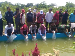 Tebar 25 Ribu Benih Ikan di Taman Pinggi Nggawan Pilanggede