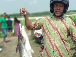 Pladu, Ratusan Warga Trucuk Cari Ikan 'Mabuk' di Bengawan Solo