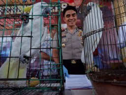 Tersangka Kasus Satwa Dilindungi Terkenal Galak dan Tertutup