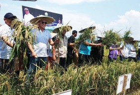 Kolaborasi dengan Petrokimia Gresik, Panen Perdana di Demplot Sultra Capai 8 Ton Per Hektar