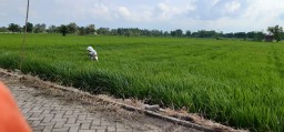 Dewan Desak Dinas Pertanian Cari Solusi Bagi Petani Usir Hama Tikus