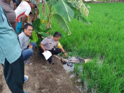 Lagi! Sehari Dua Petani di Gresik Tewas Tersengat Jebakan Tikus