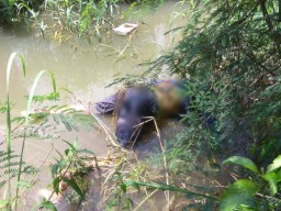 Tiga Hari Tak Pulang, Pencari Rumput Asal Sidayu Tinggal Nama