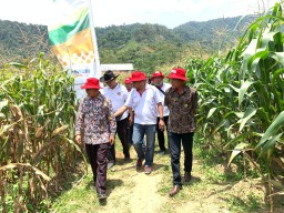 Petrokimia Sapa Petani Sumbar Kenalkan Pupuk