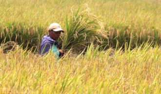 BPS : Produksi Padi Jatim 2019 Turun 6 Persen