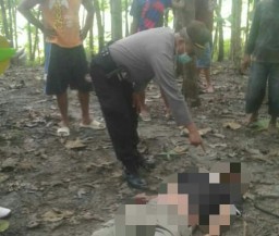 Kabur Dari Pondok, Ditemukan Tewas Tergantung di Pohon Jati