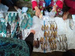 Harga Ikan Anjlok, Nelayan Bawean Menangis