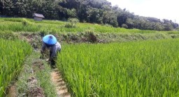 Petani Gresik Selatan Gagal Panen Gara-gara Banjir Kali Lamong