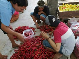 Harga Cabai Merah di Bojonegoro Anjlok Rp 5 Ribu/Kg