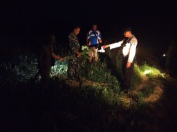 Tanaman Jagung Warga Bojonegoro Dirusak Orang Tak Dikenal