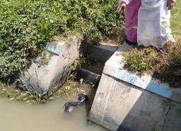 Slamet Ditemukan Tewas Mengapung di Sungai Krembung
