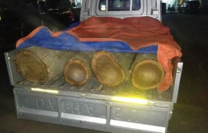 Angkut 8 Batang Kayu Jati Ilegal, Warga Jember Berurusan dengan Polisi