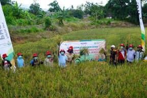Petrokimia Gresik Panen Padi Lahan Demplot di Batu Ampar, Kalsel