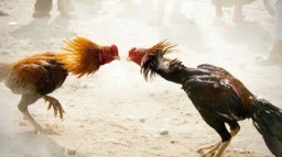 Penjudi Sabung Ayam di Sidoarjo Ditangkap Lalu Dikarantina Covid-19