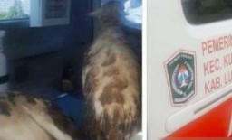 Ambulan Angkut Kambing, Wabup Lumajang Minta Inspektorat Panggil Kades