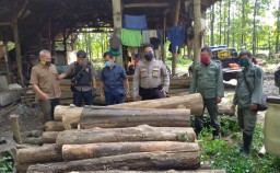 Warga Blitar Diamankan Polisi Usai Mblandong Kayu Perhutani