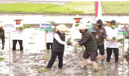 Percepat Masa Tanam, Gubernur Khofifah Ikut Tanam Padi di Sawah Bareng Warga Tulungagung