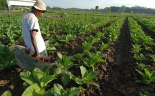 Tiga Pabrik Rokok Targetkan Beli 1.800 Ton Tembakau Petani Pamekasan