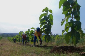 SIG Terapkan Sistem Baru Reklamasi Lahan Pasca Tambang
