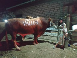 Idhul Adha Sapi 'Via Valen' Siap Disembelih