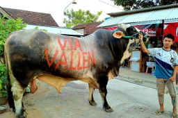 2 Sapi Qurban Via Vallen Rp 150 Juta Dibeli dari Lamongan, Beratnya 1 Ton Lebih