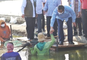 Ikan Kerapu Lamongan Diminati Pasar Cina dan Hongkong