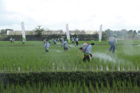 Petrokimia Gresik Semprot Massal Phonska Oca pada Lahan Pertanian di Banyuwangi