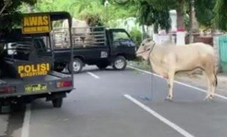 Diseruduk Sapi Liar,  Polisi Blitar Tembak Leher Sapi dan Langsung Disembelih