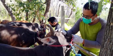 Disnak Situbondo Temukan Sapi Kurban Kena Cacing Hati