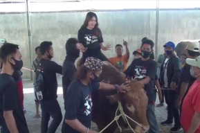 Via Vallen Naik Sapi Sebelum Disembelih