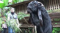 Di Banyuwangi Ada Kambing Keluarkan Aroma Pandan