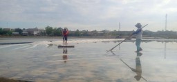 Harga Anjlok, Petani Garam Gresik Menjerit