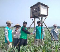 Usir Hama Tikus, Mahasiswa IAI Al Hikmah Tuban Bangun Rumah Burung Hantu Bareng Petani