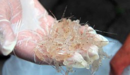 Kenaikan Harga Benur Lobster Untungkan Nelayan Pacitan