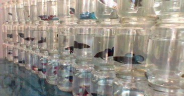 Pandemi Covid, Permintaan Ikan Hias di Kediri Meningkat