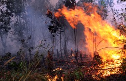 Hutan Baluran Situbondo Kebakaran Lagi
