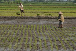 Setahun Lahan Pangan Produktif di Jatim Berkurang 9.596 Hektar