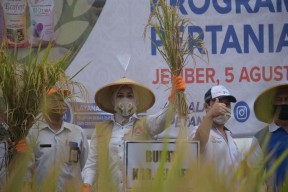 Bupati Faida  : Kemitraan Pertanian Hasilkan Panen Hingga 10,7 Ton