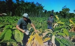 Tak Ada Pembeli, Petani Tembakau di Jember Ngamuk