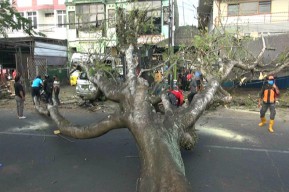 Pohon Trembesi Setinggi 20 Meter di Malang  Tumbang, 3 Warga Terluka 4 Kendaraan Rusak