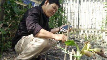 Ajaib, Pohon Pisang  Setinggi Paha Orang Sudah Keluar Ontong Buah