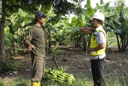 Petani Tuban Tanam Pisang di Lahan Pasca Tambang SIG, Hasilnya Sungguh Memuaskan
