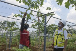 Lahan Green Belt Pabrik Tuban Kini Ditanami Buah-buahan, SIG Gandeng Balitjestro