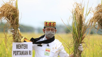 Stok Beras Nasional Sampai Akhir Tahun Tercatat 7 Juta Ton, Mentan Apresiasi Petani